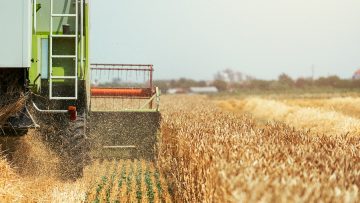 Combine harvester machine harvesting ripe wheat crops