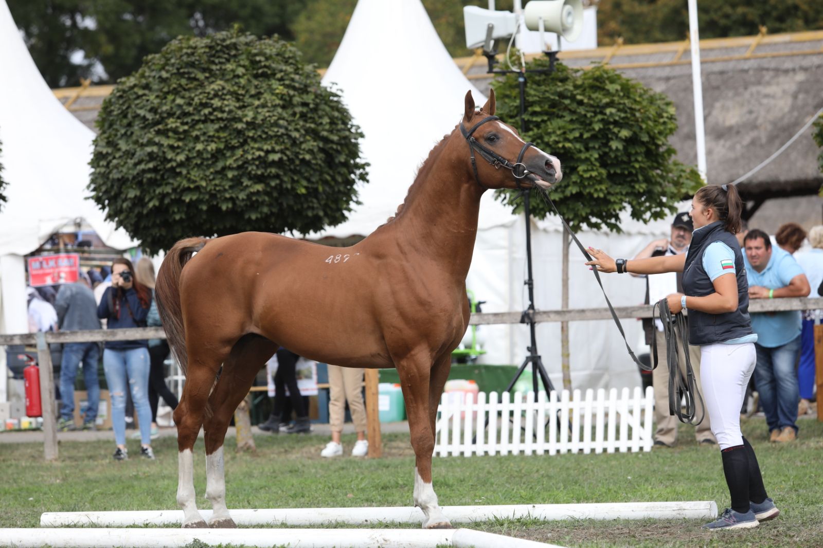 Конни изложения, демонстрации с коне, конни впрягове и български победи...