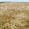 Алжир намали зависимостта си от вноса на пшеница от Франция