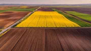 Aerial shot of canola, rape seed from a drone. Beautiful agricul