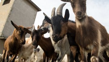 Flock of funny face goats