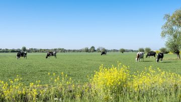 yellow rapeseed flowers under tree and cows in green spring mead