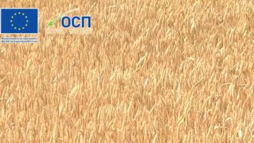 agrotema02