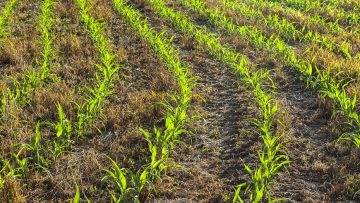 Curving rows of no-till planted field corn with cover crop resid