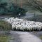shepherd-4028574_960_720