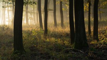 Beautiful morning scene in the forest with sun rays