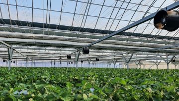 Leafy vegetables are growing in indoor farm/vertical farm. Vertical farm