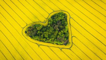 Real heart shaped copse of forest among rape field.Nature love. Valentine symbol.