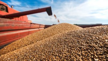 Harvester loading wheat in a trailer.