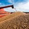 Harvester loading wheat in a trailer.