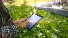 Farmer woman using smart tablet modern technology taking care of