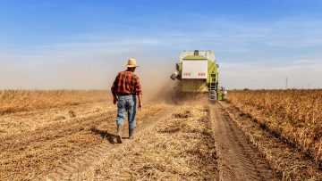 Senior farmer in soybean field supervises the harvest.