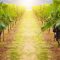 Grapes  vineyard