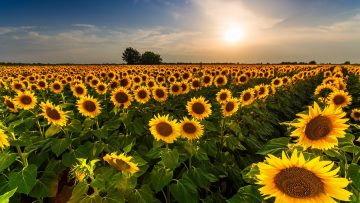 Beautiful sunflower field panorama in sunset in summer