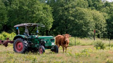 Glanrinder neben einem Traktor auf der Weide
