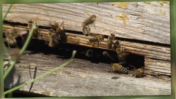 BIohoney