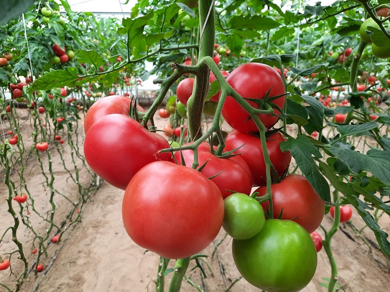 Новият хибриден домат Малдуо преодолява вируса на бронзовостта