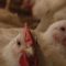birdflu