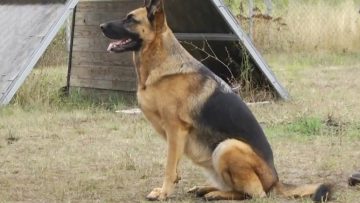 dogstraining