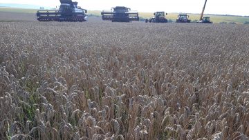 жътва с ростелмаш