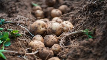 potatoes in the field.