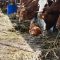 chicken walking around cow and brown cattle herd in a small breeding husbandry livestock farming production industry ranch