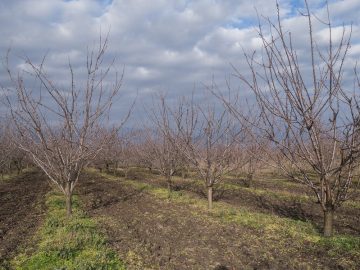 овошки през пролетта