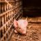 АГРОФОРУМ: На ръба на оцеляването – свиневъдството спешно се нуждае от подпомагане