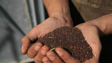 218_223847514_harvesting_canola_4521