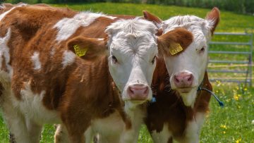 animals-4295395_960_720