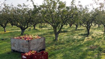 apple-orchard