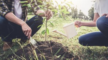 Young couple planting the tree while Watering a tree working in