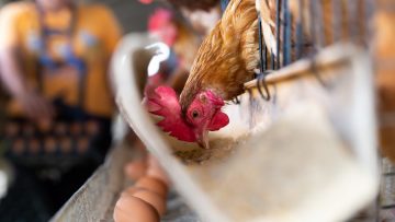 Chicken in the factory, Hens in cages industrial farm in Thailand, Animal and agribusiness, Food production and industry concept