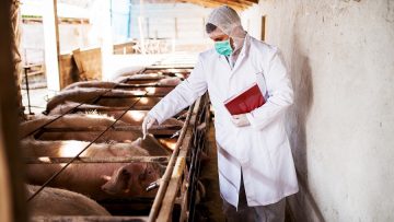 Young veterinary checking pigs in a pigsty.