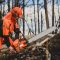 A chainsaw operator.