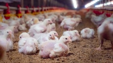 The chicken in the farming