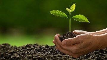 Hands holding and caring a green young plant on nature backgroun