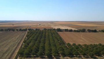 agrotema0103