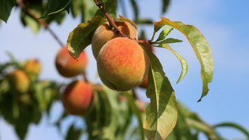 peaches-gec82a2324_640