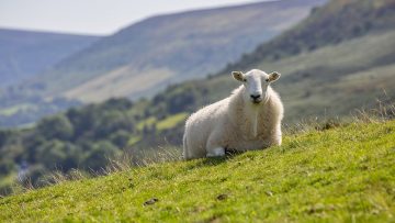 sheep-4615685_960_720