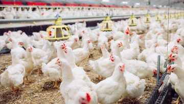Indoors chicken farm, chicken feeding