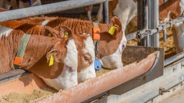 some cattle in a barn