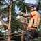 Tree surgeon hanging from ropes in the crown of a tree using a c