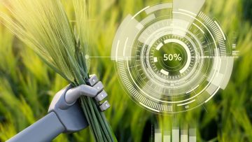 Robot holds ears of rye in his hand. Smart farming and digital t