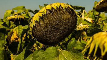 mai agro_sunflower_agrotvbg