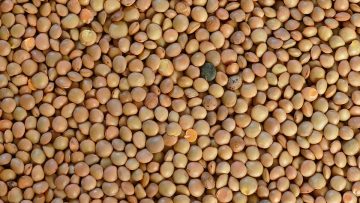 uproteinovi-plashtane-agrotv