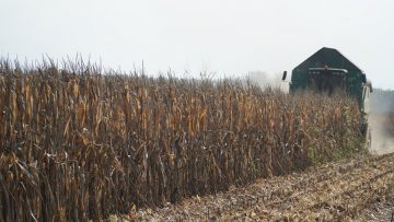 жътва на царевица агротв