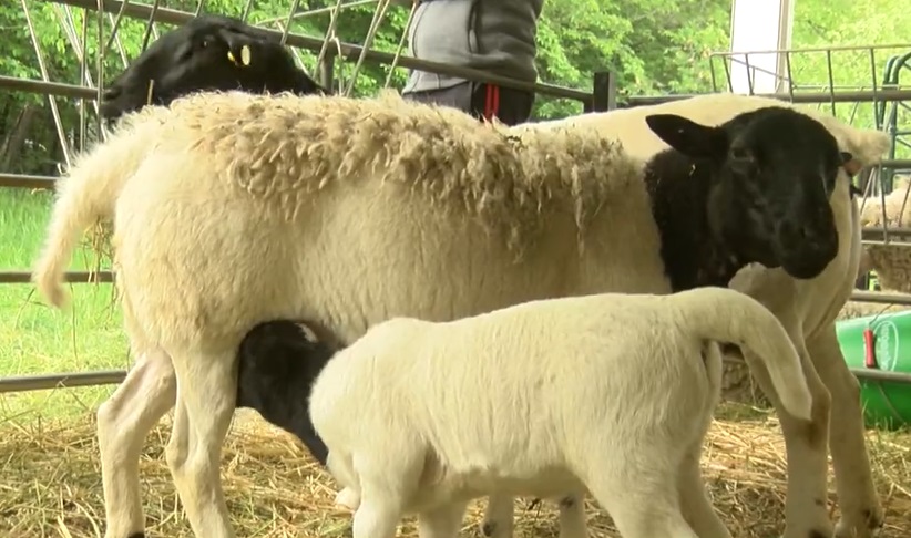 Новина плюс: Южноафриканската порода овце Дорпер у нас
