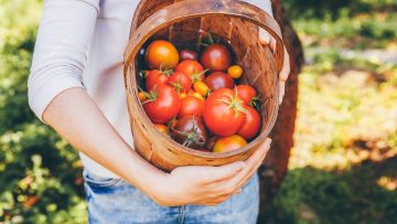 Gardening and agriculture concept. Young woman farm worker hands holding basket picking fresh ripe organic tomatoes in garden. Greenhouse produce. Vegetable food production.