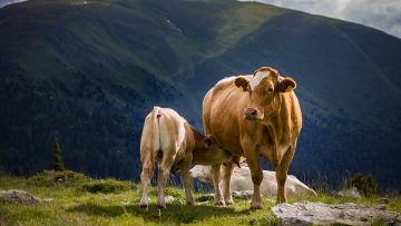 cow-4352623_960_720